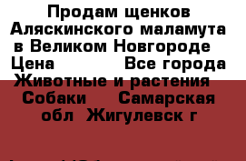 Продам щенков Аляскинского маламута в Великом Новгороде › Цена ­ 5 000 - Все города Животные и растения » Собаки   . Самарская обл.,Жигулевск г.